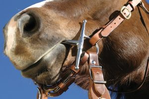Snaffle Trainingsbit Full Cheek John Lyons