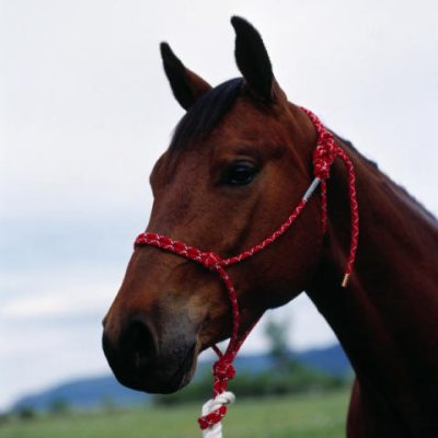 Double Diamond Halter 100 Naruriimu