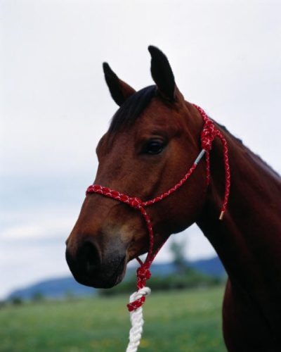 Double Diamond Halter 100 Naruriimu