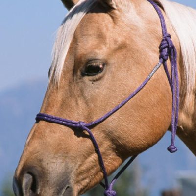 Double Diamond Halter Brannaman Collection Reata Naruriimu