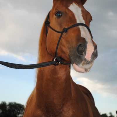 Double Diamond Mike Major Ring Halter Naruriimu