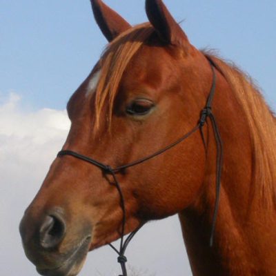 Double Diamond Trail Halter 4 mm Naruriimu