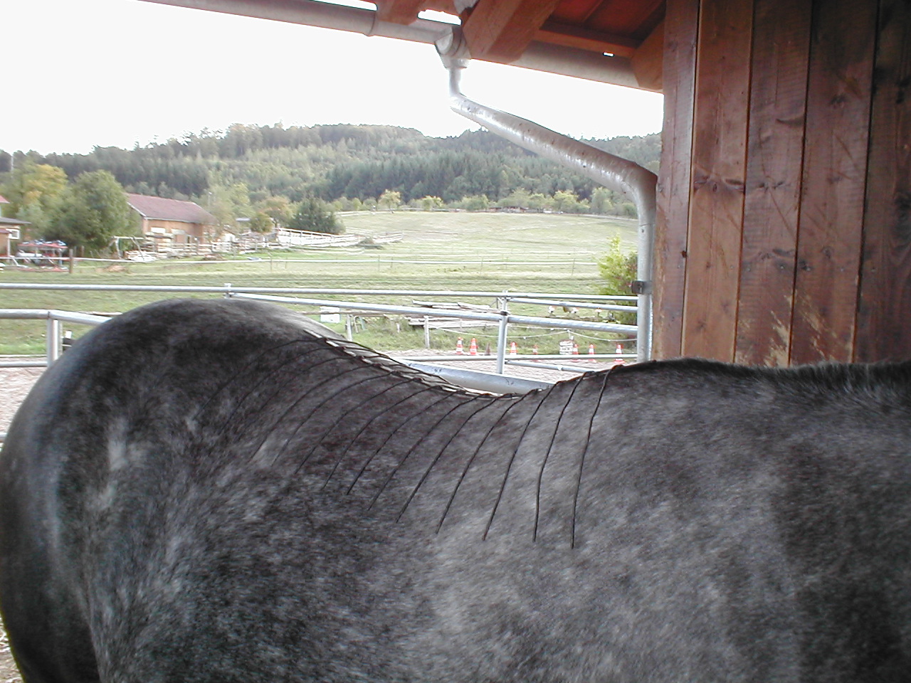 Satulamitta Saddle Measuring Grid