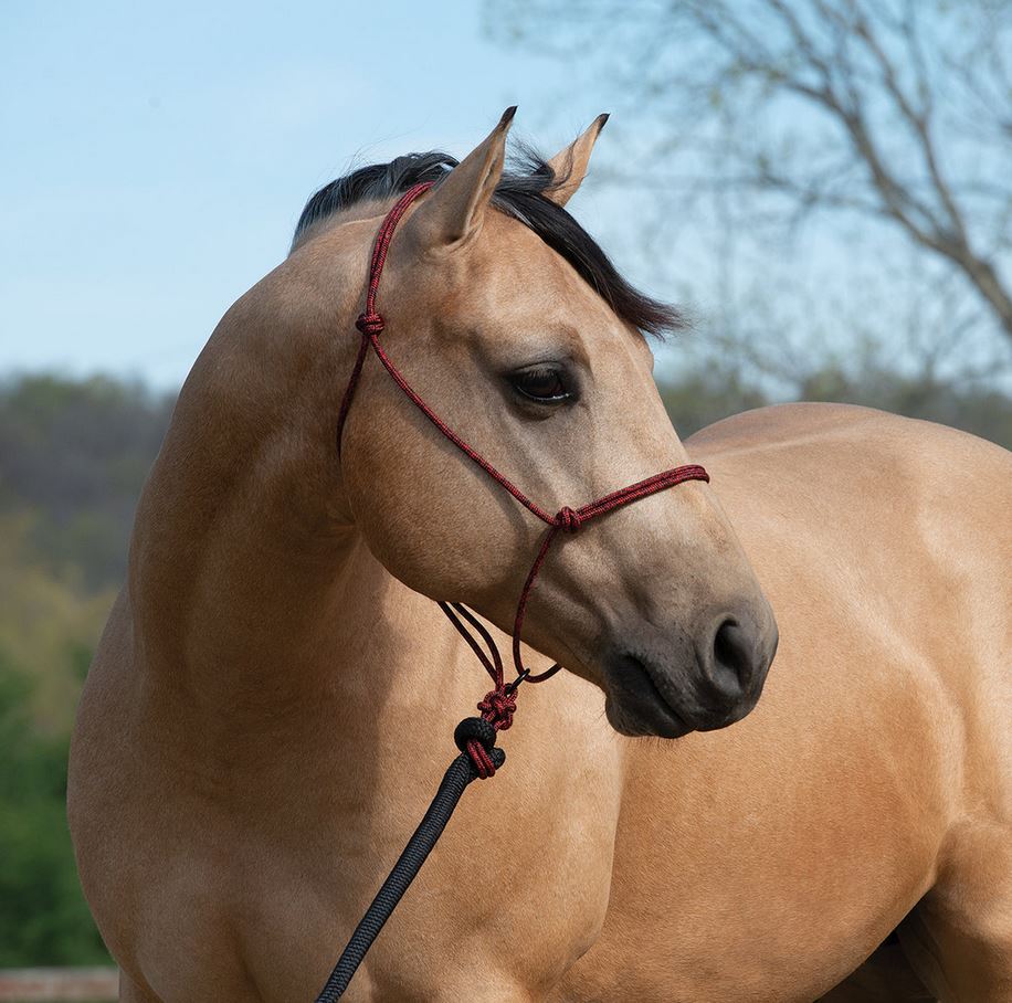 Naruriimu Weaver Silvertip Transition Rope Halter w/Sliding Ring