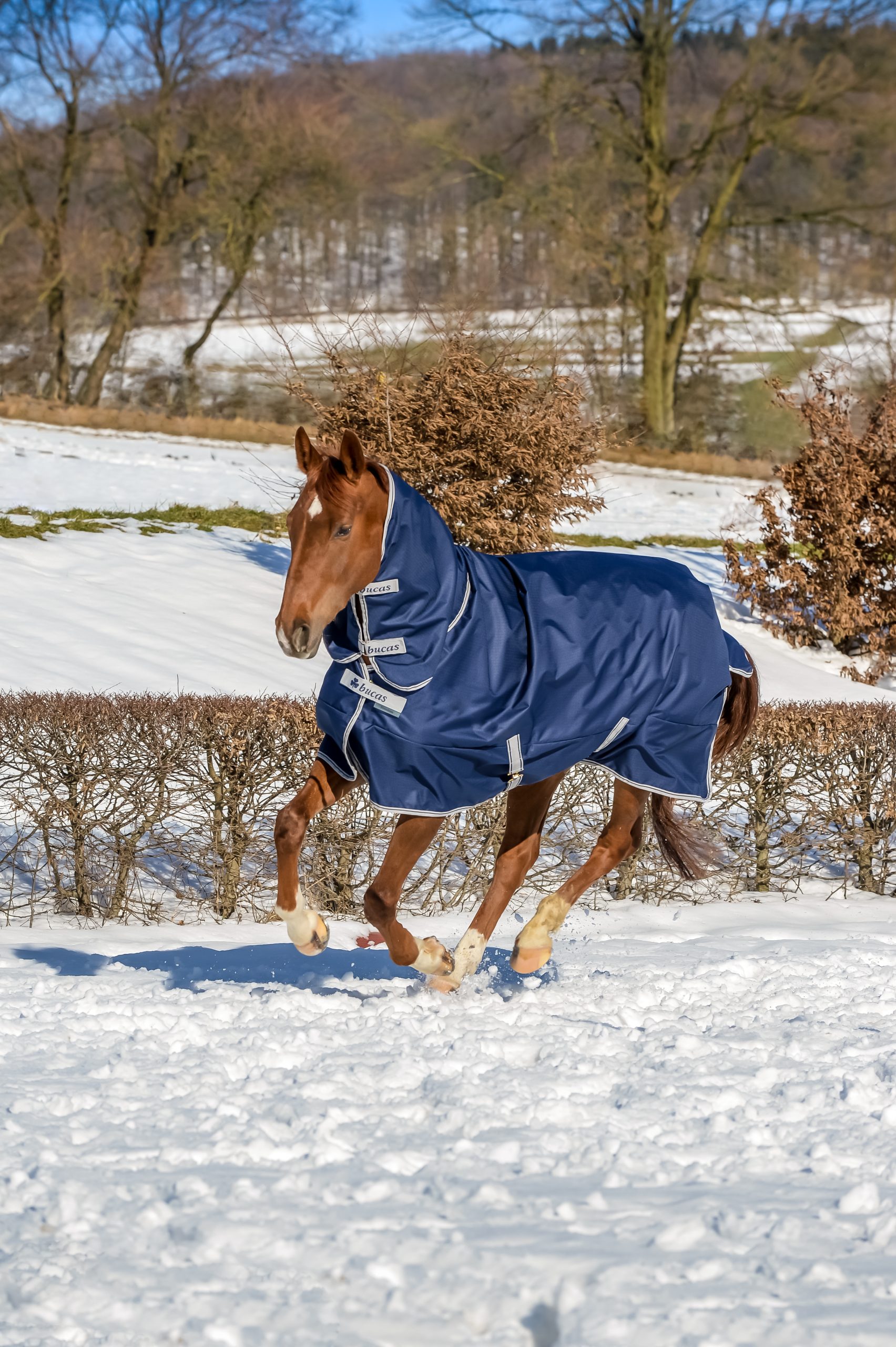 Bucas Freedom Turnout Light Full Neck ulkoloimi kaulakappaleella
