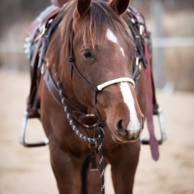 Naruriimu All That Riding Halter with Reins