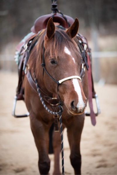 Naruriimu All That Riding Halter with Reins