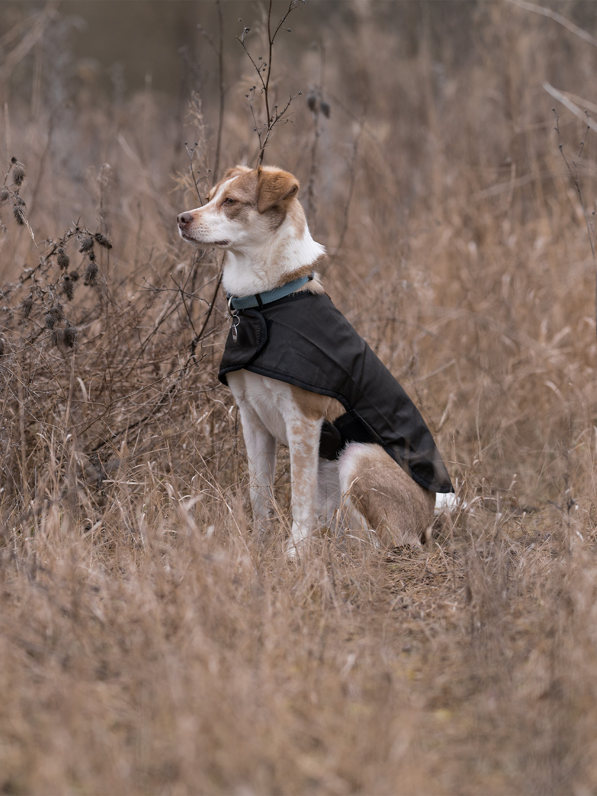 Scippis DriTec Dog Coat koiran takki