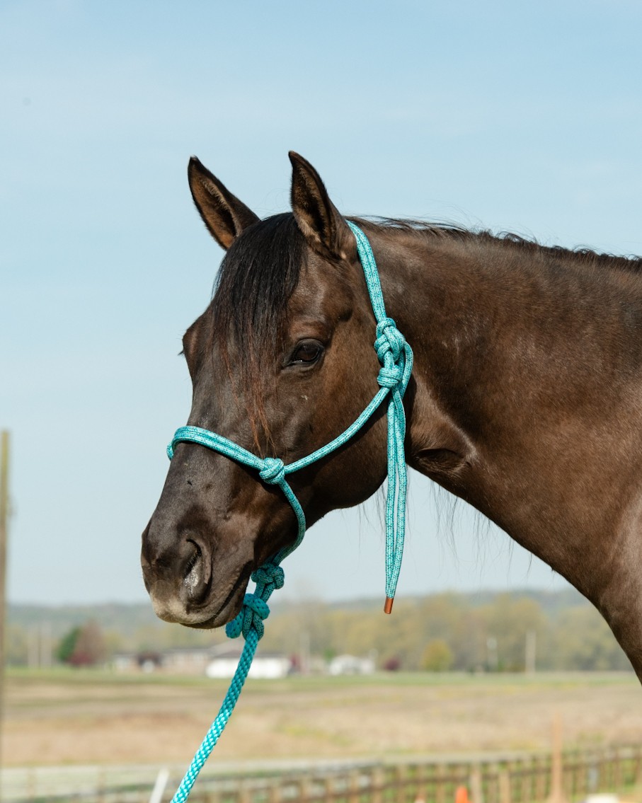 Naruriimusetti Weaver Diamond Braid Rope Halter & Lead