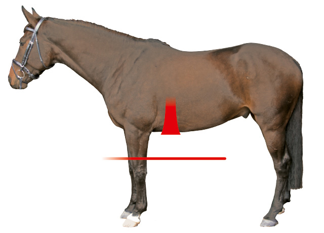 Mattes Western Girth Anatomic satulavyö