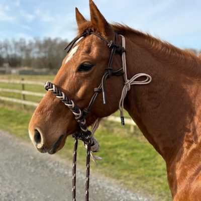 All That Soft Hackamore