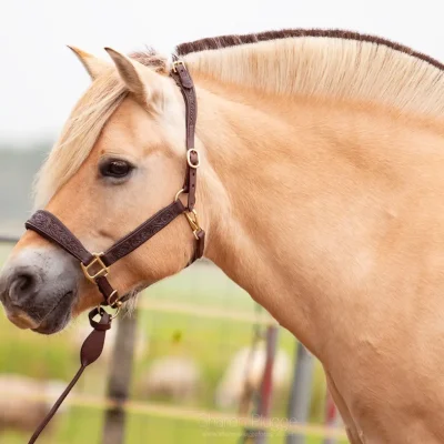 Riimu nahkaa EDIX Kaily Leather Halter