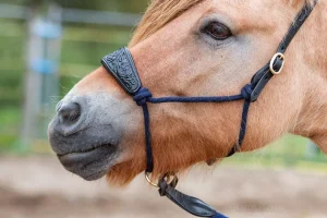 Naruriimu & köysisetti EDIX Resi Ropehalter